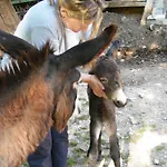 Bed & Breakfast Gocce Di Camarzano